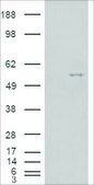 Anti-NOVA1 antibody produced in goat affinity isolated antibody, buffered aqueous solution
