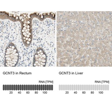 Anti-GCNT3 antibody produced in rabbit Prestige Antibodies&#174; Powered by Atlas Antibodies, affinity isolated antibody, buffered aqueous glycerol solution