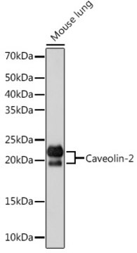 Anti-Caveolin-2 Antibody, clone 8I4U7, Rabbit Monoclonal