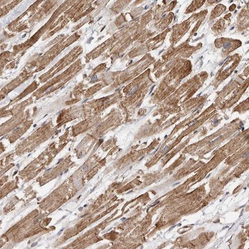 Anti-GSK3A antibody produced in rabbit Prestige Antibodies&#174; Powered by Atlas Antibodies, affinity isolated antibody, buffered aqueous glycerol solution