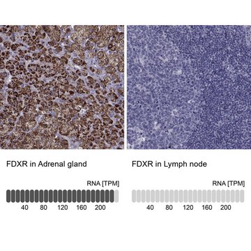 Anti-FDXR antibody produced in rabbit Prestige Antibodies&#174; Powered by Atlas Antibodies, affinity isolated antibody, buffered aqueous glycerol solution