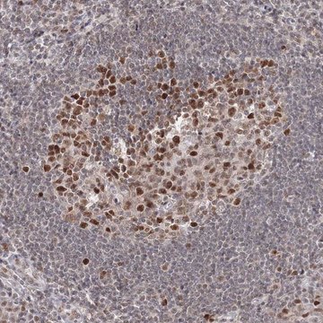 Anti-IWS1 antibody produced in rabbit Prestige Antibodies&#174; Powered by Atlas Antibodies, affinity isolated antibody, buffered aqueous glycerol solution