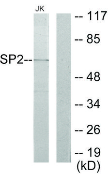 Anti-SP2 antibody produced in rabbit affinity isolated antibody