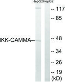 Anti-IKK-γ antibody produced in rabbit affinity isolated antibody