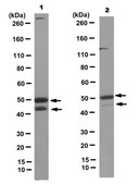 Anti-TNFα Receptor Antibody, clone 13F9.1 clone 13F9.1, from mouse