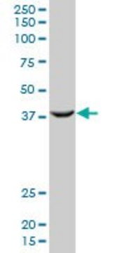 Monoclonal Anti-PCGF2 antibody produced in mouse clone 4D6, purified immunoglobulin, buffered aqueous solution