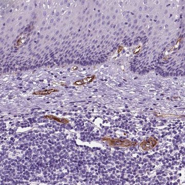 Anti-VWF antibody produced in rabbit Ab1, Prestige Antibodies&#174; Powered by Atlas Antibodies, affinity isolated antibody, buffered aqueous glycerol solution