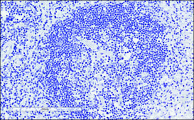 Anti-GRB2 antibody produced in goat affinity isolated antibody, buffered aqueous solution