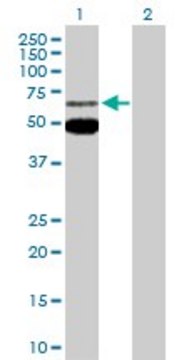 Anti-MEF2C antibody produced in rabbit purified immunoglobulin, buffered aqueous solution