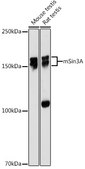 Anti-mSin3A Antibody, clone 8V5B6, Rabbit Monoclonal