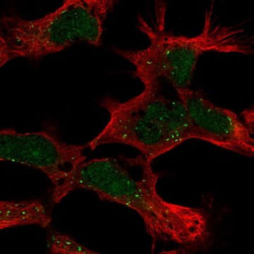 Anti-PHF14 antibody produced in rabbit Prestige Antibodies&#174; Powered by Atlas Antibodies, affinity isolated antibody