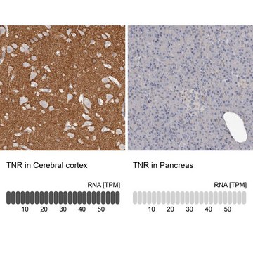 Anti-TNR antibody produced in rabbit Prestige Antibodies&#174; Powered by Atlas Antibodies, affinity isolated antibody, buffered aqueous glycerol solution