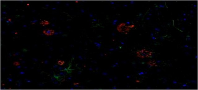 Anti-amyloid beta peptide (MOAB-2), pan Antibody, clone 6C3 clone 6C3, from mouse