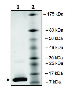 BRD4 (342-460) His tag human recombinant, expressed in E. coli, &#8805;90% (SDS-PAGE)