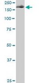 Monoclonal Anti-EIF4G1, (C-terminal) antibody produced in mouse clone 3A10, purified immunoglobulin, buffered aqueous solution