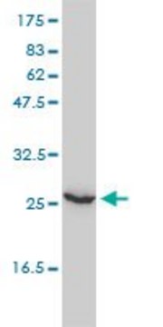 Monoclonal Anti-UBE2T antibody produced in mouse clone 1E12-4A3, purified immunoglobulin, buffered aqueous solution