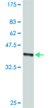 ANTI-SMO antibody produced in mouse clone 4E9, purified immunoglobulin, buffered aqueous solution