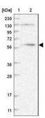 Anti-DYNC1LI1 antibody produced in rabbit Prestige Antibodies® Powered by Atlas Antibodies, affinity isolated antibody, buffered aqueous glycerol solution