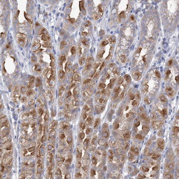 Anti-CNTLN antibody produced in rabbit Prestige Antibodies&#174; Powered by Atlas Antibodies, affinity isolated antibody, buffered aqueous glycerol solution