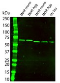 Anti-Tau Antibody, clone 10C5