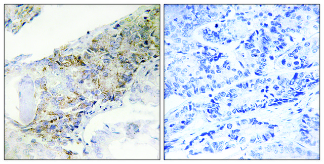 Anti-COX5B antibody produced in rabbit affinity isolated antibody