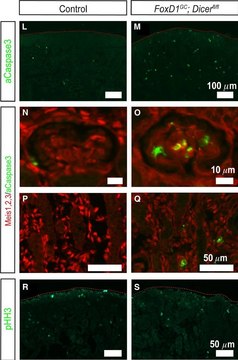 Anti-acetyl- &amp; phospho-Histone H3 (Ac-Lys9, pSer10) antibody produced in rabbit IgG fraction of antiserum, buffered aqueous solution