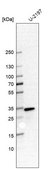 Anti-CAPZB antibody produced in rabbit Prestige Antibodies® Powered by Atlas Antibodies, affinity isolated antibody