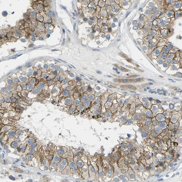 Anti-RHBDD1 antibody produced in rabbit Prestige Antibodies&#174; Powered by Atlas Antibodies, affinity isolated antibody, buffered aqueous glycerol solution