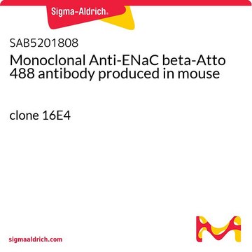 Monoclonal Anti-ENaC beta-Atto 488 antibody produced in mouse clone 16E4