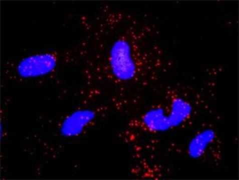 Anti-NCK1 antibody produced in rabbit purified immunoglobulin, buffered aqueous solution