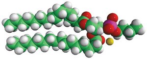16:0 Phosphatidylbutanol 1,2-dipalmitoyl-sn-glycero-3-phosphobutanol (sodium salt), chloroform