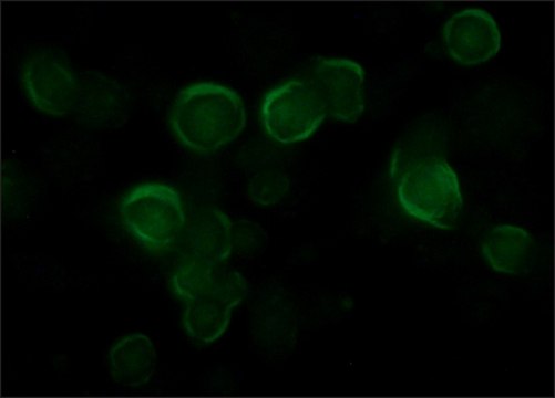 抗 VSV-G 兔抗 affinity isolated antibody, buffered aqueous solution