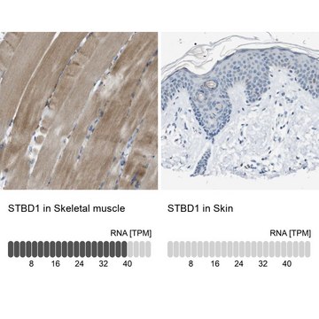 Anti-STBD1 antibody produced in rabbit Prestige Antibodies&#174; Powered by Atlas Antibodies, affinity isolated antibody, buffered aqueous glycerol solution