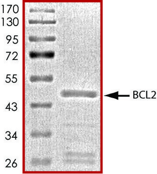 BCL2, GST tagged human recombinant, expressed in E. coli, &#8805;70% (SDS-PAGE), buffered aqueous glycerol solution