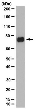 Anti-LAR/PTPRF Antibody, clone N165/38 clone N165/38, from mouse