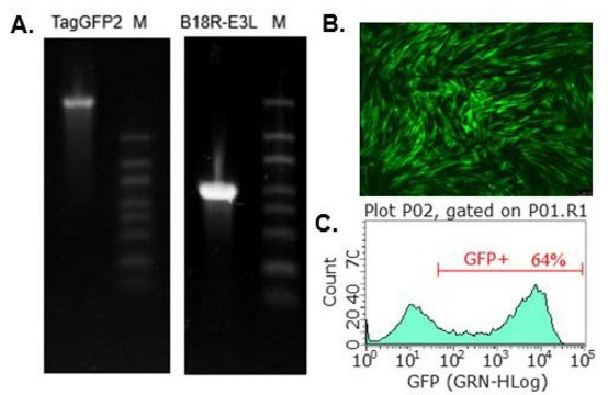 TagGFP2 Simplicon&#174; RNA (E3L) Kit To determine optimal transfection conditions to express the self-replicating RNA of your interest through using Simplicon&#174; Cloning Vector (E3L) (Part #:SCR724) in hard-to- transfect somatic or primary cells