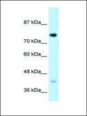 Anti-DCST1 antibody produced in rabbit affinity isolated antibody