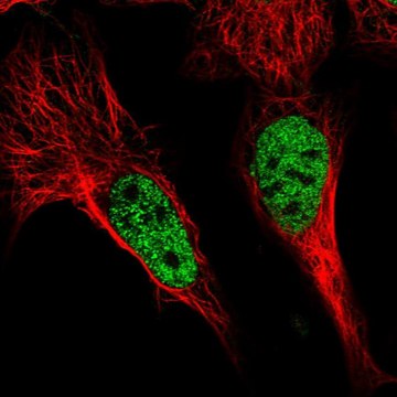 Anti-POU4F3 antibody produced in rabbit Prestige Antibodies&#174; Powered by Atlas Antibodies, affinity isolated antibody, buffered aqueous glycerol solution