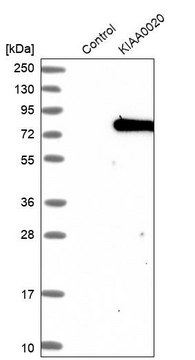 Anti-PUM3 antibody produced in rabbit Prestige Antibodies&#174; Powered by Atlas Antibodies, affinity isolated antibody, buffered aqueous glycerol solution