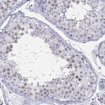 Anti-C11orf63 antibody produced in rabbit Prestige Antibodies&#174; Powered by Atlas Antibodies, affinity isolated antibody