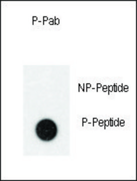 Anti-Phospho-TEK-Y992 antibody produced in rabbit affinity isolated antibody, buffered aqueous solution