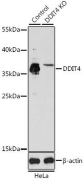 Anti-DDIT4 antibody produced in rabbit