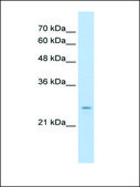 Anti-IER2 antibody produced in rabbit affinity isolated antibody