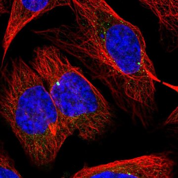 Anti-SLC1A4 antibody produced in rabbit Prestige Antibodies&#174; Powered by Atlas Antibodies, affinity isolated antibody, buffered aqueous glycerol solution