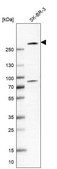 Anti-ARFGEF3 antibody produced in rabbit Prestige Antibodies® Powered by Atlas Antibodies, affinity isolated antibody, buffered aqueous glycerol solution
