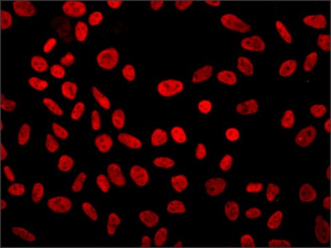 抗-p300/CBP 抗体，小鼠单克隆 clone NM11, purified from hybridoma cell culture