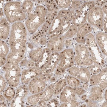 Anti-POMP antibody produced in rabbit Prestige Antibodies&#174; Powered by Atlas Antibodies, affinity isolated antibody, buffered aqueous glycerol solution