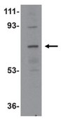 Anti-NOTUM Antibody from rabbit, purified by affinity chromatography