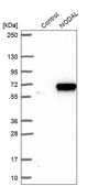 Anti-NODAL antibody produced in rabbit Prestige Antibodies® Powered by Atlas Antibodies, affinity isolated antibody, buffered aqueous glycerol solution