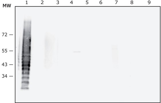 Anti-Porphyromonas gingivalis LPS antibody, Mouse monoclonal clone PG-60, purified from hybridoma cell culture